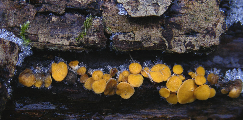 A caccia di Pleurotus.....parte2.